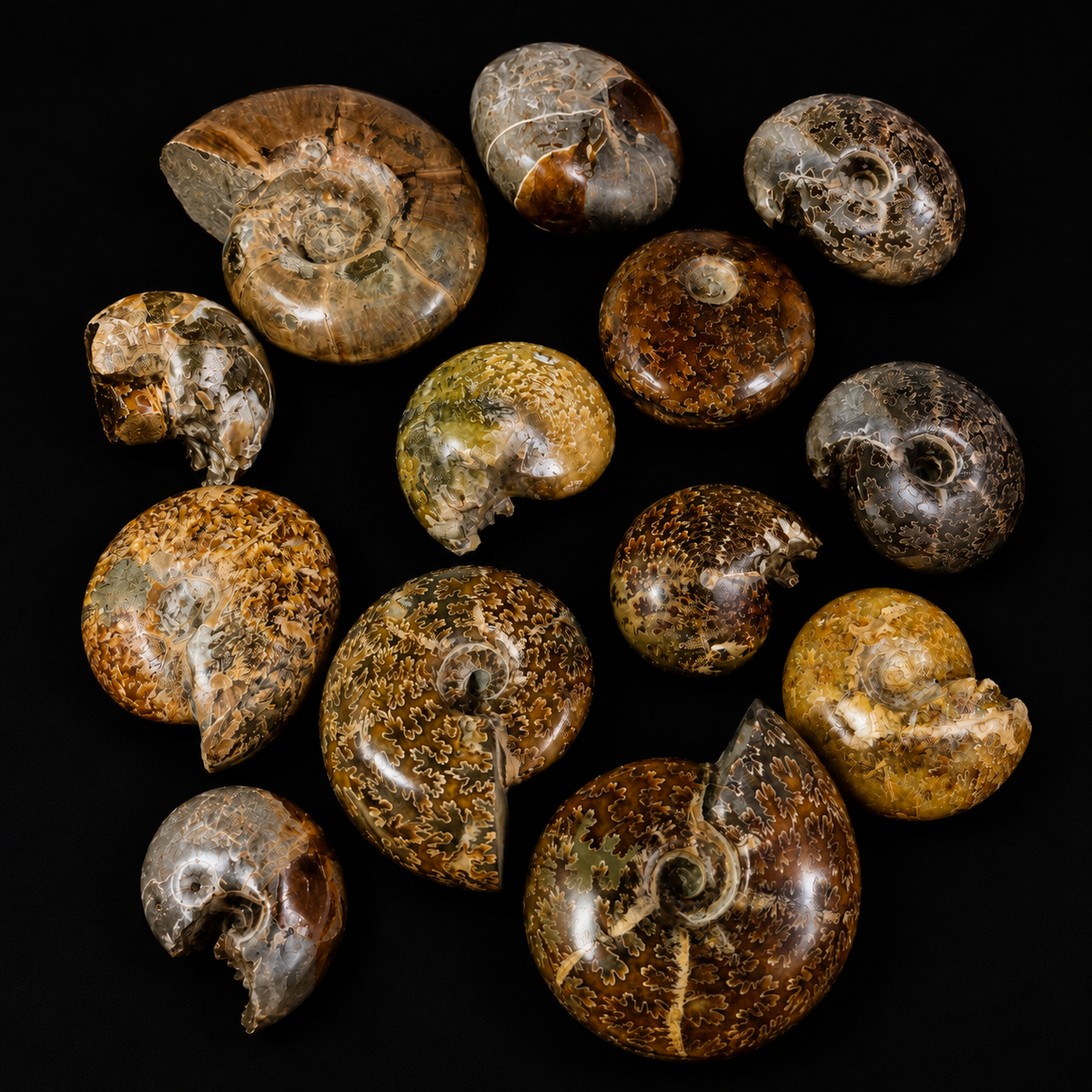 Ammonite