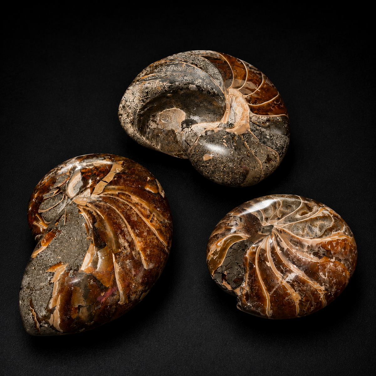 Ammonite