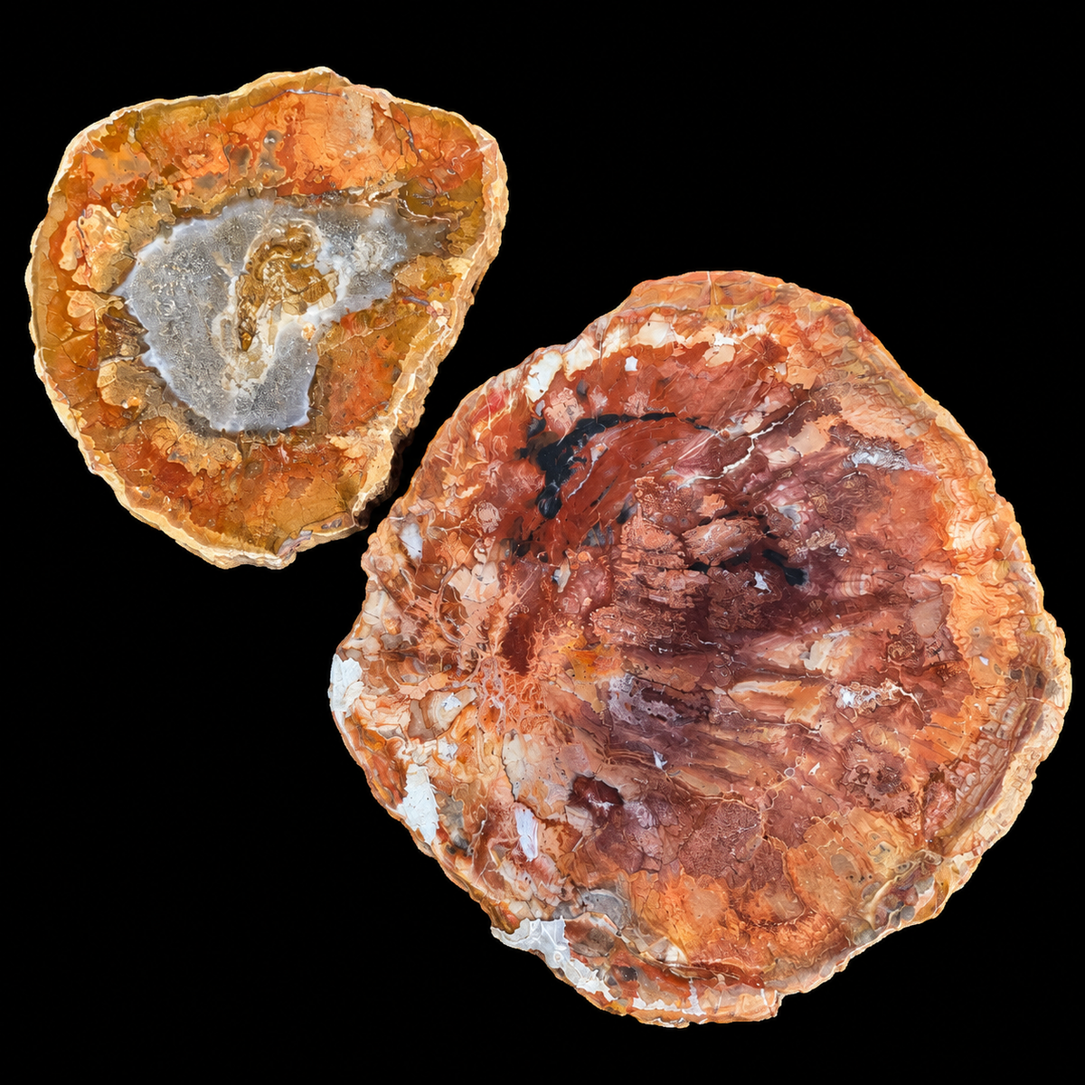 Fossil Wood Slab